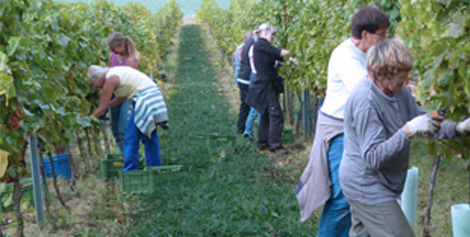 <span>Harvest:</span> June - July